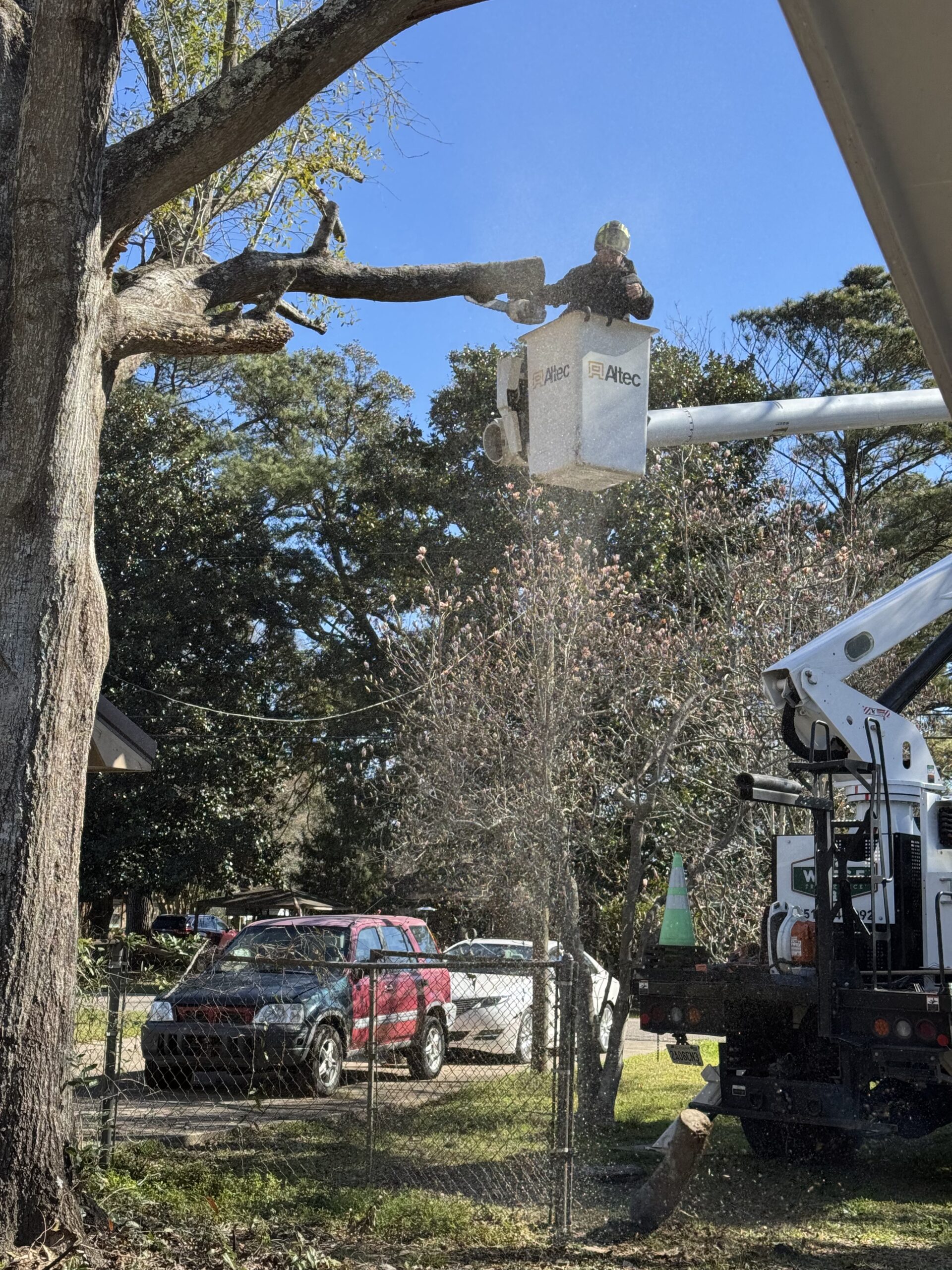 Tree Removal Expert in south lake tahoe